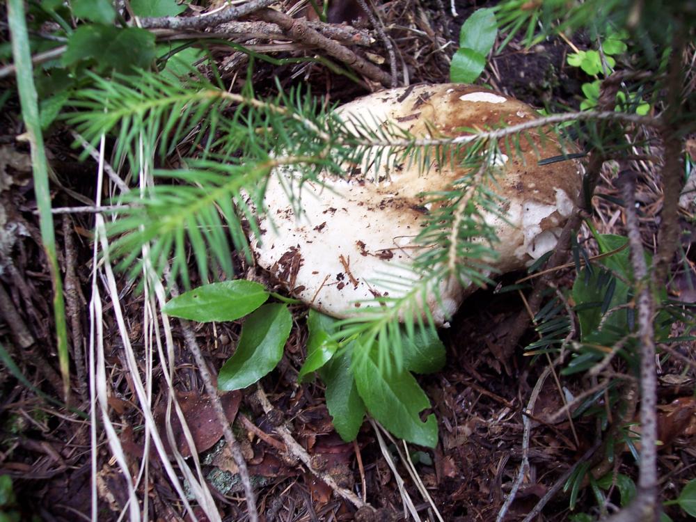 Finalmente funghi in valle (aosta)